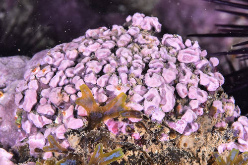 Lithophyllum papillosum - Photo (c) xavi salvador costa, some rights reserved (CC BY-NC)