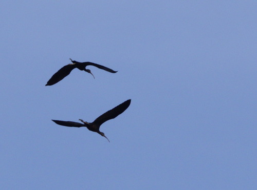 Glossy Ibis - Photo (c) Jaume Piera, some rights reserved (CC BY-NC)