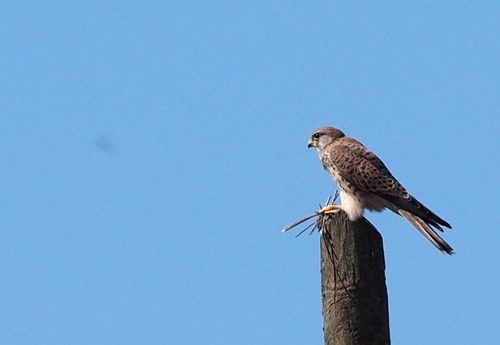 Eurasian Kestrel - Photo (c) Jaume Piera, some rights reserved (CC BY-NC)