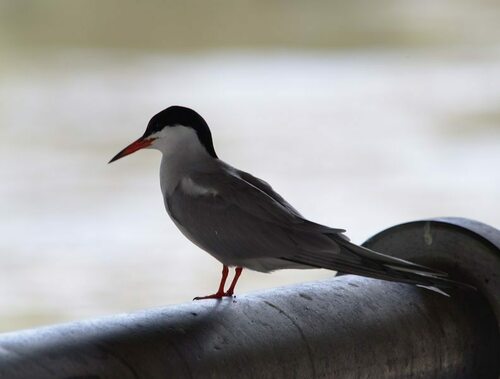 Common Tern - Photo (c) Jaume Piera, some rights reserved (CC BY-NC)