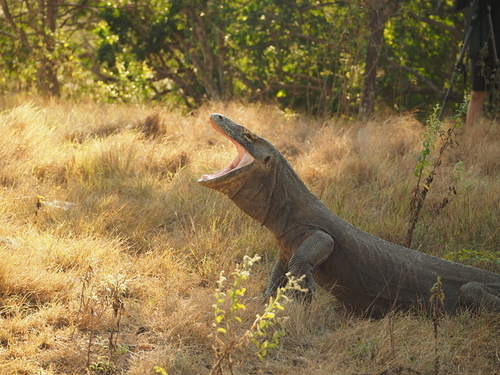 Leguaans - Photo (c) Jaume Piera, some rights reserved (CC BY-NC)