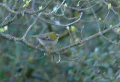 Common Firecrest - Photo (c) Jaume Piera, some rights reserved (CC BY-NC)