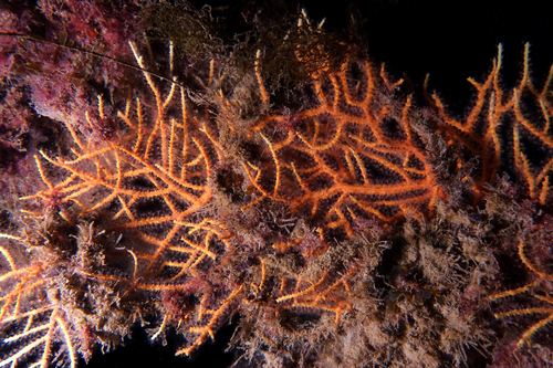 Orange Gorgonian - Photo (c) oriol_d, all rights reserved