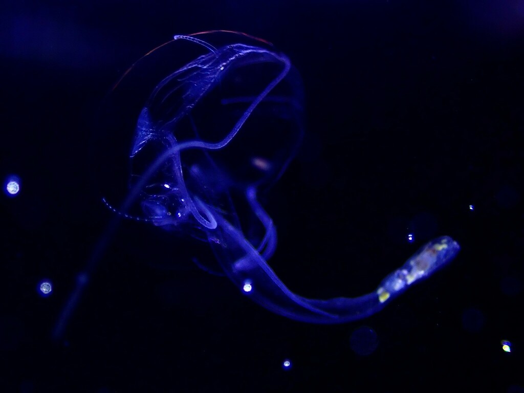 Jewel Jelly - Photo (c) Alexander Lehnen, some rights reserved (CC BY-NC)