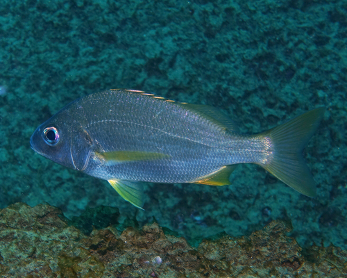 Bastard Grunt - Photo (c) oriol_d, all rights reserved