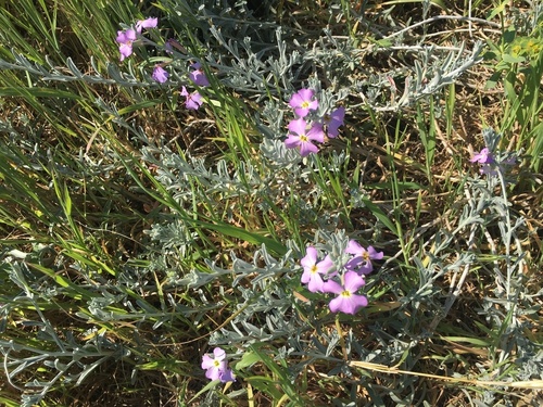 Stock - Photo (c) Anèl·lides, serveis ambientals marins, some rights reserved (CC BY-NC)