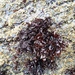 False Irish Moss - Photo (c) Cátia Monteiro, some rights reserved (CC BY-NC), uploaded by Cátia Monteiro