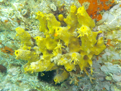 Gold Sponge - Photo (c) Anèl·lides, serveis ambientals marins, some rights reserved (CC BY-NC)