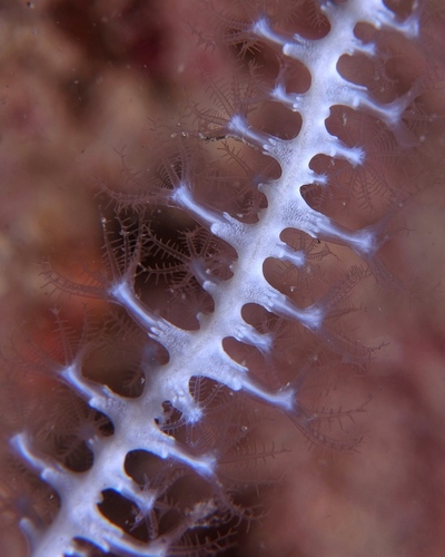Pink Sea Fan - Photo (c) oriol_d, all rights reserved