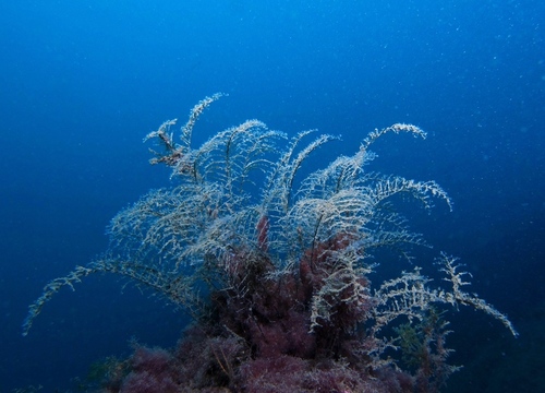 Christmas Tree Hydroid - Photo (c) oriol_d, all rights reserved