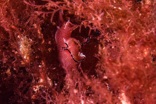 Spotted Seahare - Photo (c) xavi salvador costa, some rights reserved (CC BY-NC)