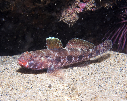 Red-mouthed Goby - Photo (c) oriol_d, all rights reserved