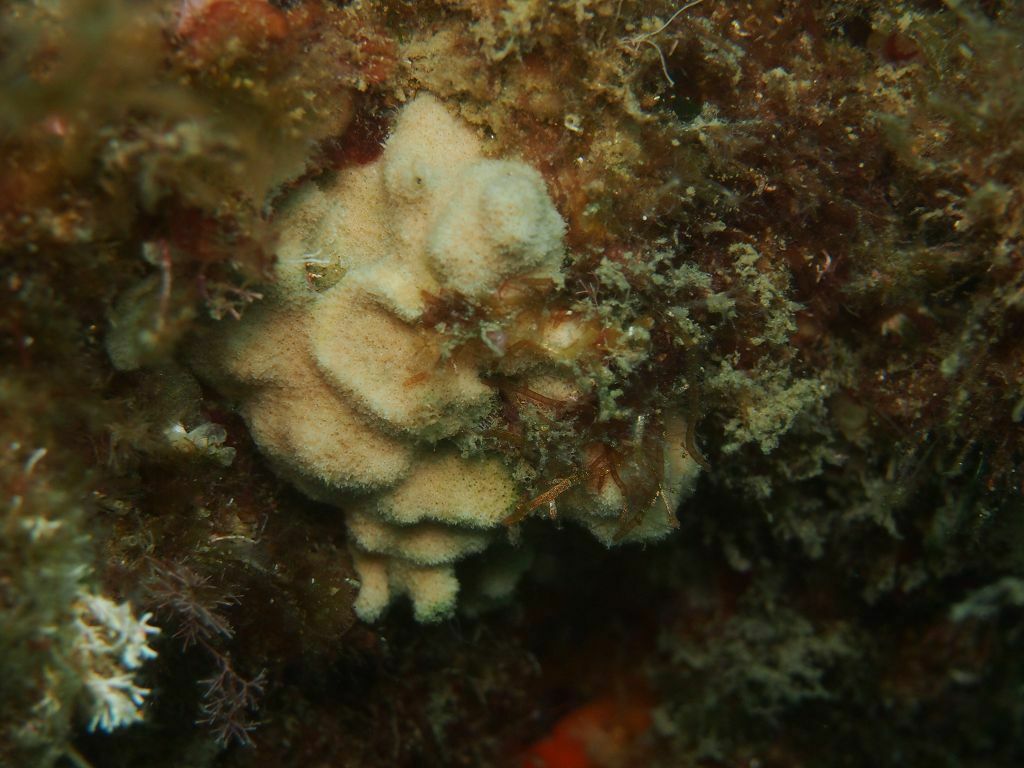 Celleporina mangnevillana - Photo (c) xavi salvador costa, some rights reserved (CC BY-NC)