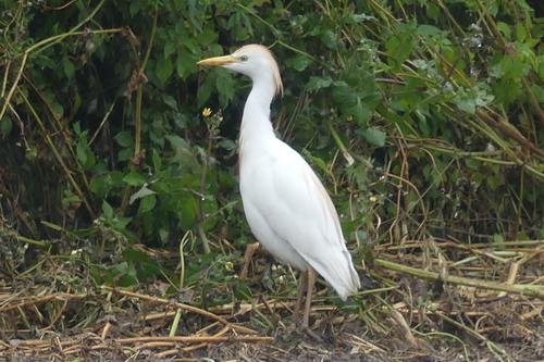 Western Cattle Egret - Photo (c) mediambient_ajelprat, some rights reserved (CC BY-NC)