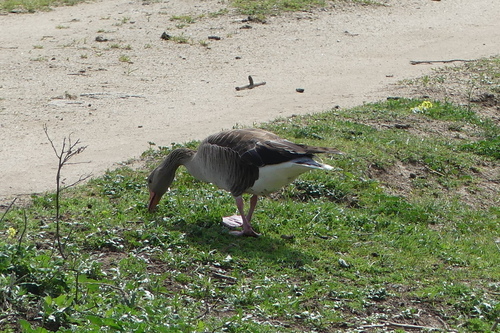 Greylag Goose - Photo (c) mediambient_ajelprat, some rights reserved (CC BY-NC)