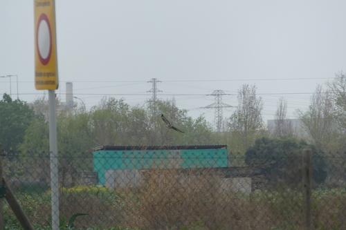 Red-tailed Hawk - Photo (c) mediambient_ajelprat, some rights reserved (CC BY-NC)