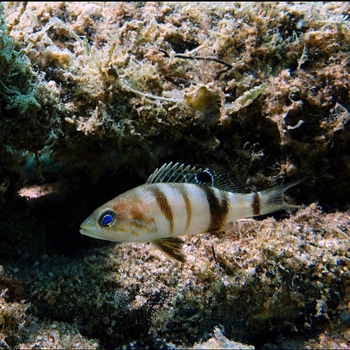 Brown Comber - Photo (c) oriol_d, all rights reserved