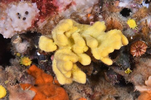 Mediterranean Mermaid's Glove - Photo (c) xavi salvador costa, some rights reserved (CC BY-NC)