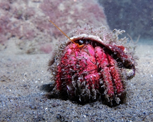 Red Hermit Crab - Photo (c) oriol_d, all rights reserved