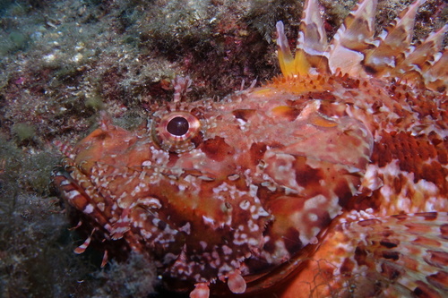 Red Scorpionfish - Photo (c) oriol_d, all rights reserved