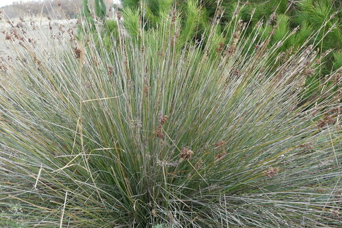 Spiny Rush - Photo (c) mediambient_ajelprat, some rights reserved (CC BY-NC)