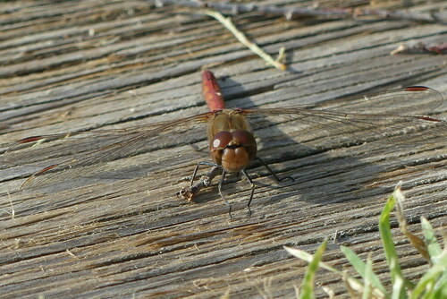 Meadowhawks - Photo (c) mediambient_ajelprat, some rights reserved (CC BY-NC)