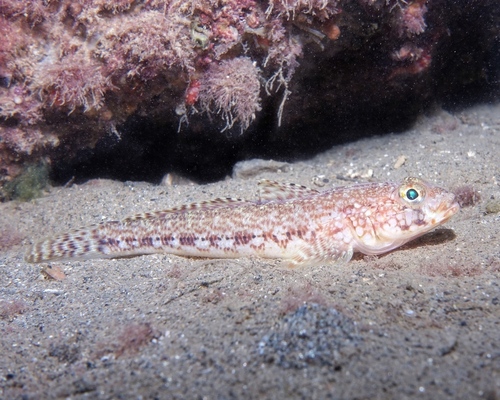 Slender Goby - Photo (c) oriol_d, all rights reserved