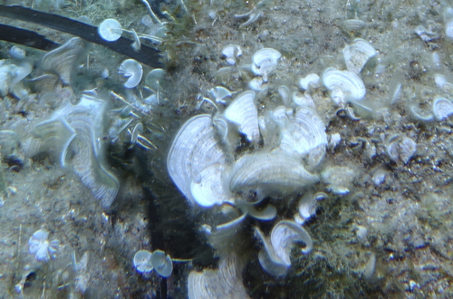 Peacock's Tail - Photo (c) oriol_d, all rights reserved