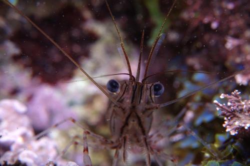 Common Prawn - Photo (c) oriol_d, all rights reserved