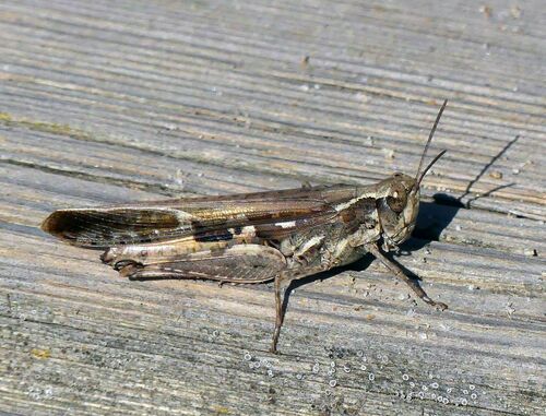 Iberian Field Grasshopper - Photo (c) mediambient_ajelprat, some rights reserved (CC BY-NC)