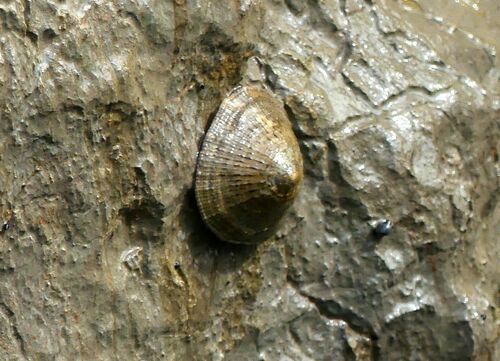 Common European Limpet - Photo (c) mediambient_ajelprat, some rights reserved (CC BY-NC)