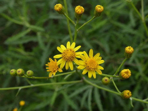 False Yellowhead - Photo (c) mediambient_ajelprat, some rights reserved (CC BY-NC)