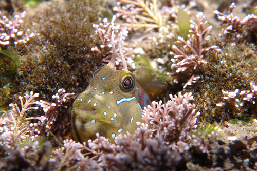 Sphinx Blenny - Photo (c) oriol_d, all rights reserved