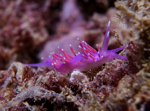 Pink Coryphella - Photo (c) oriol_d, all rights reserved