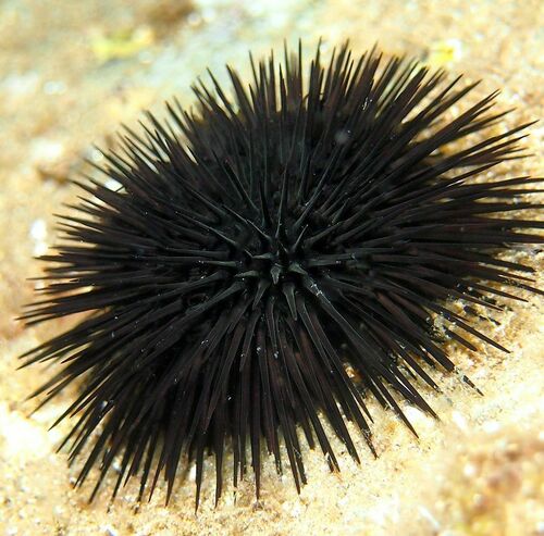 Black Sea Urchin - Photo (c) xavi salvador costa, some rights reserved (CC BY-NC)