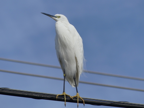 Little Egret - Photo (c) mediambient_ajelprat, some rights reserved (CC BY-NC)