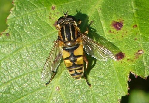 Sun Fly - Photo (c) mediambient_ajelprat, some rights reserved (CC BY-NC)