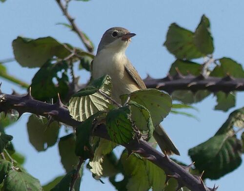 Common Whitethroat - Photo (c) mediambient_ajelprat, some rights reserved (CC BY-NC)