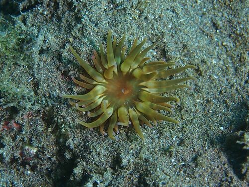 Sargassum Anemone - Photo (c) xavi salvador costa, some rights reserved (CC BY-NC)