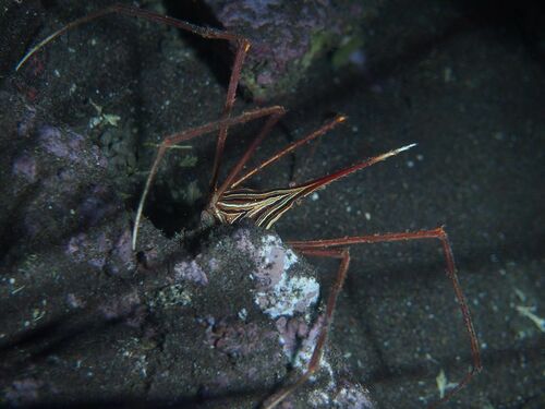 Arrow Crab - Photo (c) xavi salvador costa, some rights reserved (CC BY-NC)