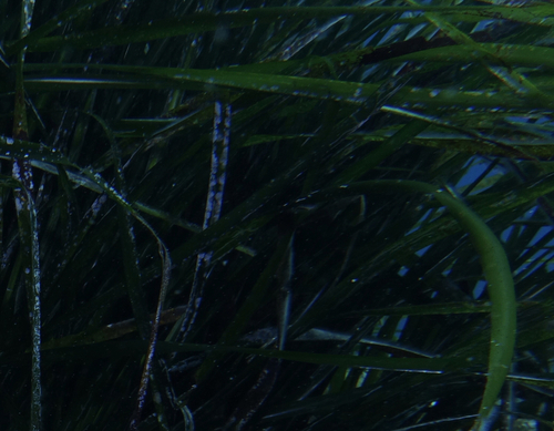 Posidonia Family - Photo (c) oriol_d, all rights reserved