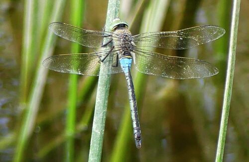 Lesser Emperor - Photo (c) mediambient_ajelprat, some rights reserved (CC BY-NC)