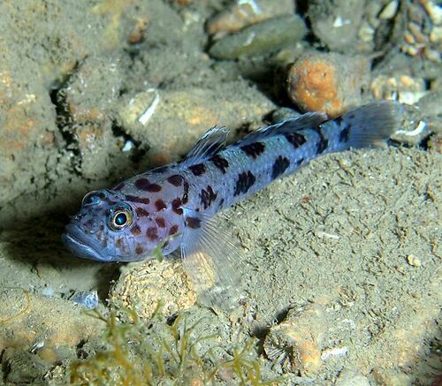 Leopard-spotted Goby - Photo (c) xavi salvador costa, some rights reserved (CC BY-NC)