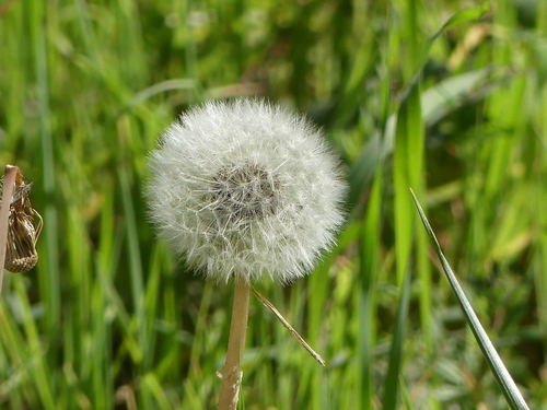 Common Dandelion - Photo (c) mediambient_ajelprat, some rights reserved (CC BY-NC)