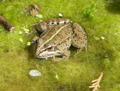 Iberian Green Frog - Photo (c) mediambient_ajelprat, some rights reserved (CC BY-NC)