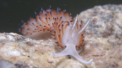 Caloria quatrefagesi - Photo (c) oriol_d, all rights reserved