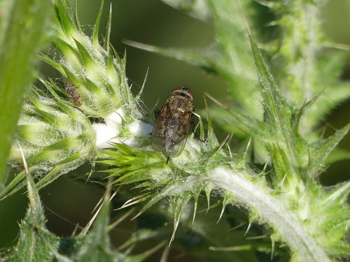Vagabond Cluster Fly - Photo (c) mediambient_ajelprat, some rights reserved (CC BY-NC)
