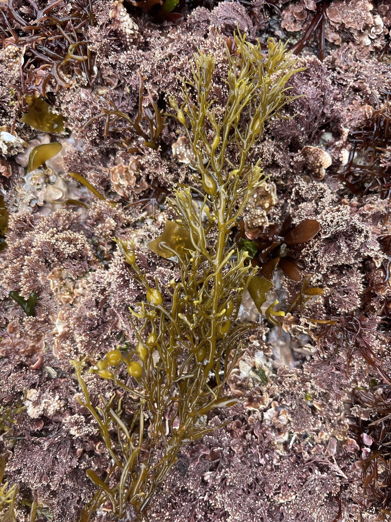 Gongolaria - Photo (c) CoastalWarming, all rights reserved, uploaded by CoastalWarming