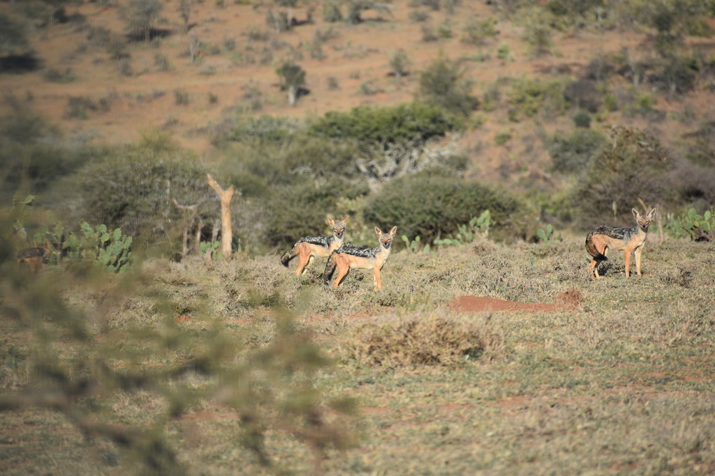 African Jackals - Photo (c) max, some rights reserved (CC BY-NC), uploaded by max