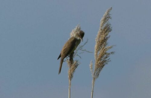 Great Reed Warbler - Photo (c) mediambient_ajelprat, some rights reserved (CC BY-NC)